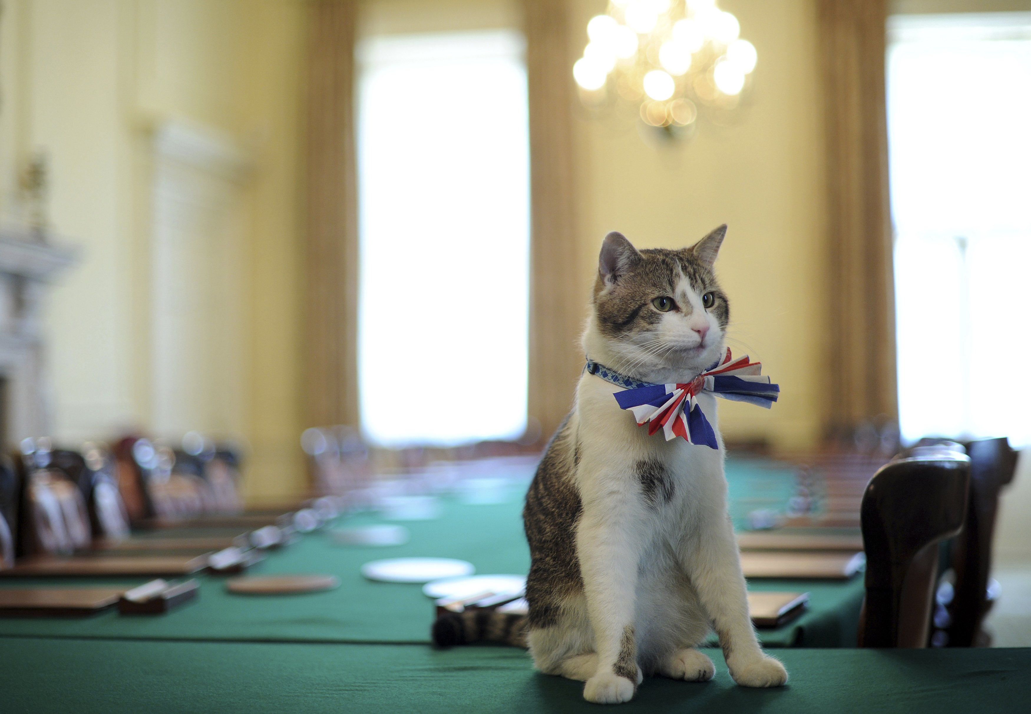Βρετανία: Η κυβέρνηση στηρίζει τον… πρωθυπουργικό γάτο