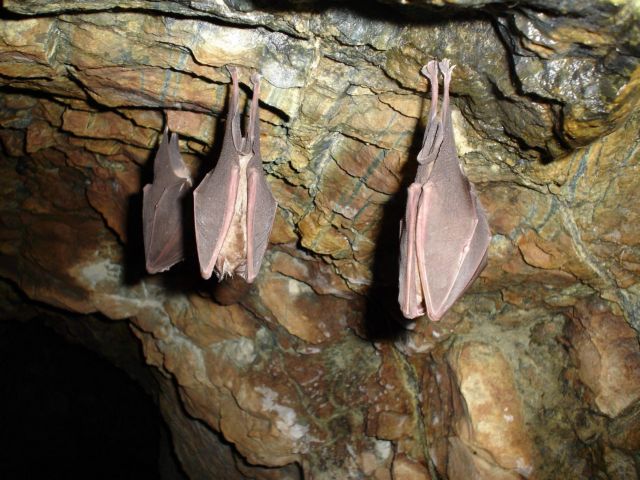 Είκοσι έξι είδη νυχτερίδων κατεγράφησαν στις Πρέσπες
