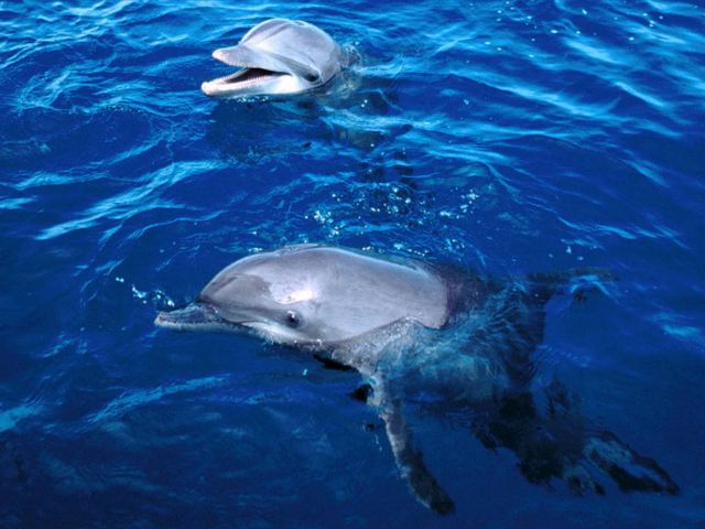 Ετοιμος ο «μεταφραστής» δελφινιών