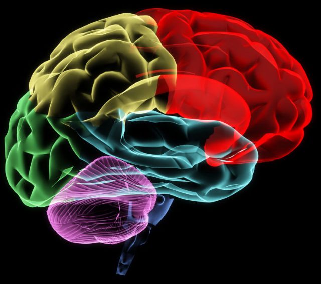 «Κατασκευή» ανθρώπινου εγκεφάλου σε μια δεκαετία