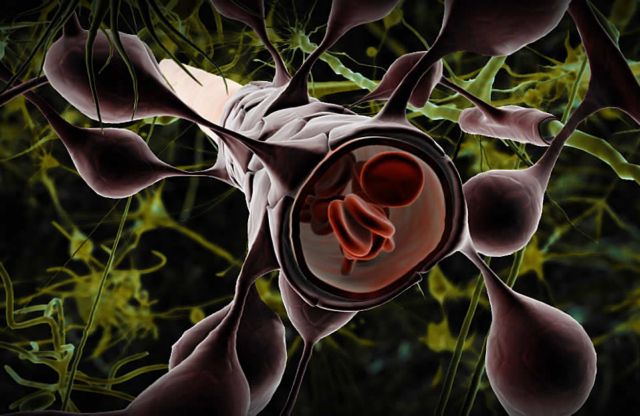 Θεραπευτικά αντισώματα «σπάνε» τον φραγμό του εγκεφάλου