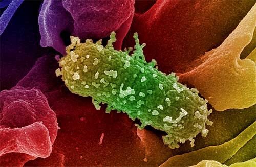 10 ερωτήσεις και απαντήσεις για το επικίνδυνο E.coli