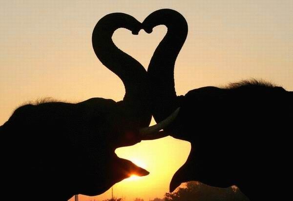 Οι ελέφαντες επικοινωνούν «ανθρώπινα»