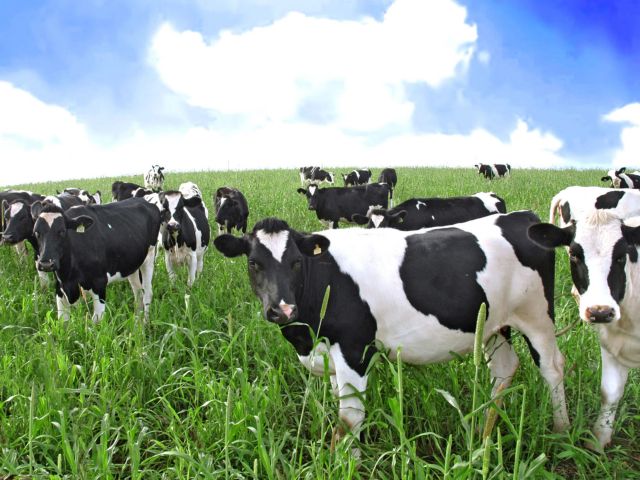 Αγελάδα παράγει ανθρώπινο γάλα