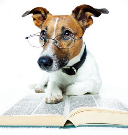 Θέλεις να μάθεις πόσο έξυπνος είναι ο σκύλος σου;