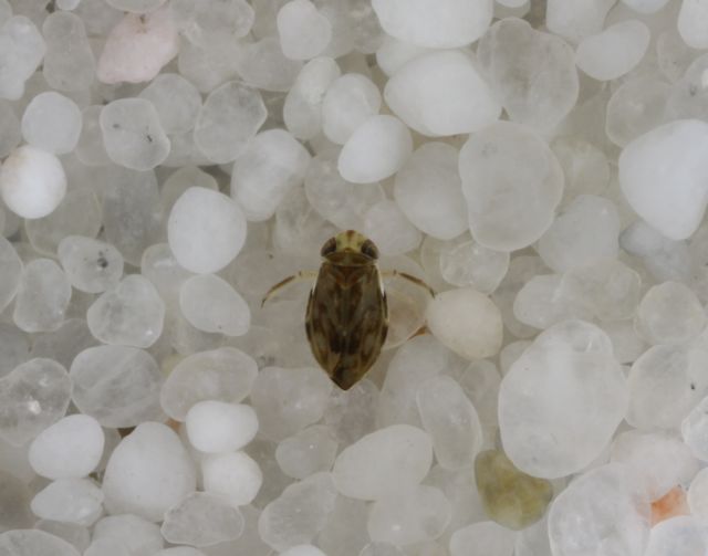 Το πιο φωνακλάδικο ζώο του κόσμου