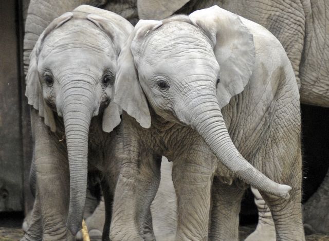 Κένυα: Συμβολική «καύση» 5 τόνων ελεφαντόδοντου