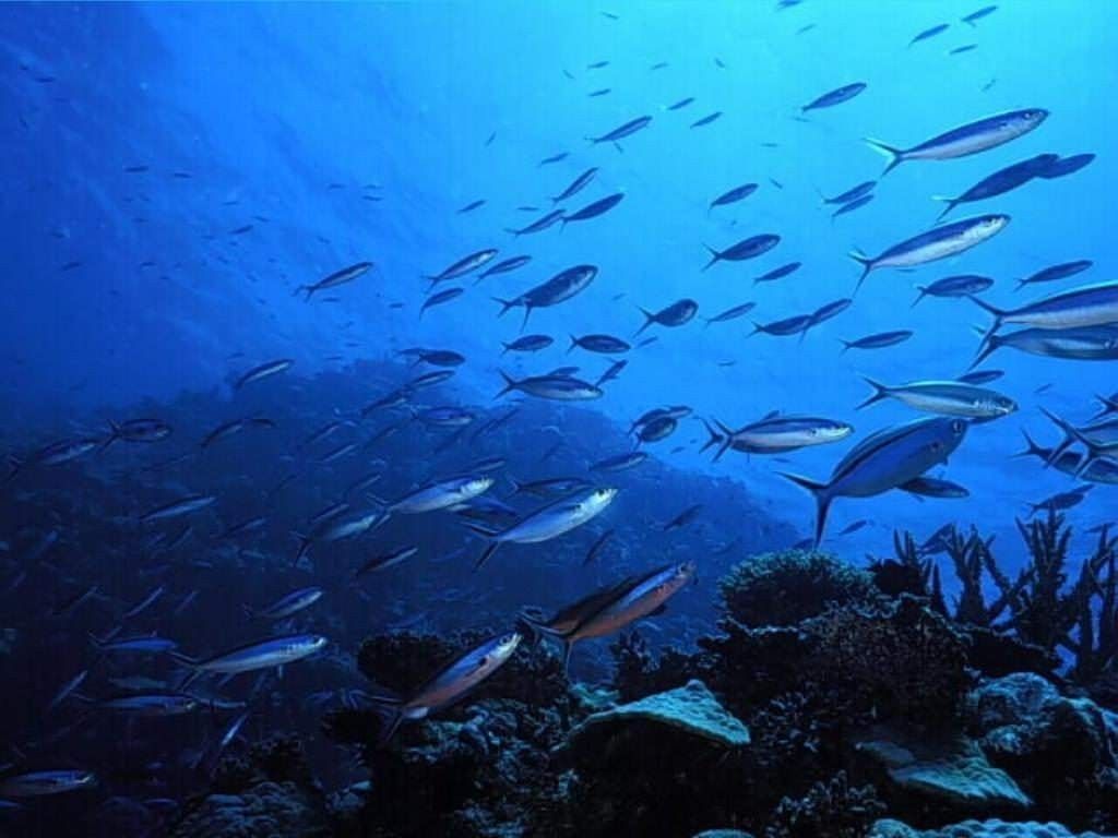 Λιγοστεύουν τα ψάρια στις ελληνικές θάλασσες σύμφωνα με διεθνή έρευνα