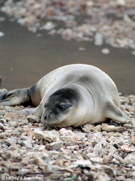 Στην Κάρπαθο το τρίτο θαλάσσιο πάρκο της χώρας