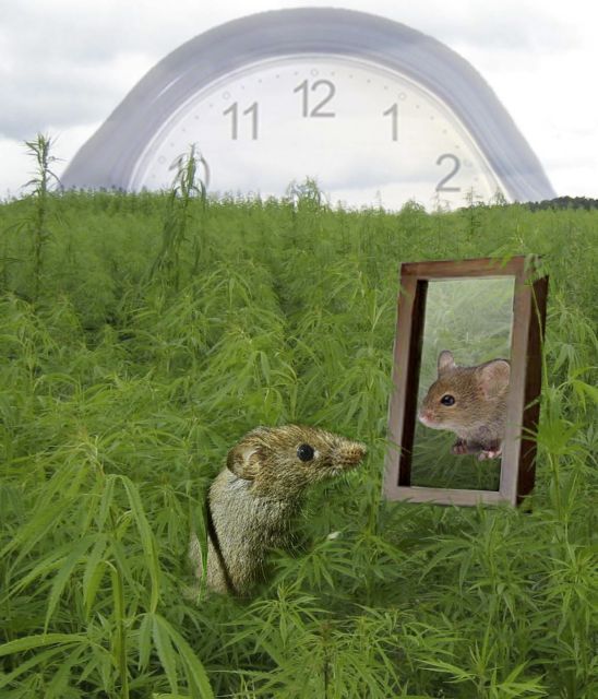 Μηχανισμός – bodyguard ενάντια στη γήρανση του εγκεφάλου