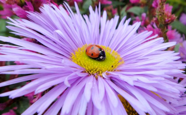 «Μαραθωνοδρόμος» η πασχαλίτσα!