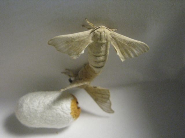 Σουφλί: Το Μουσείο Μετάξης υποδέχεται νέους μεταξοσκώληκες