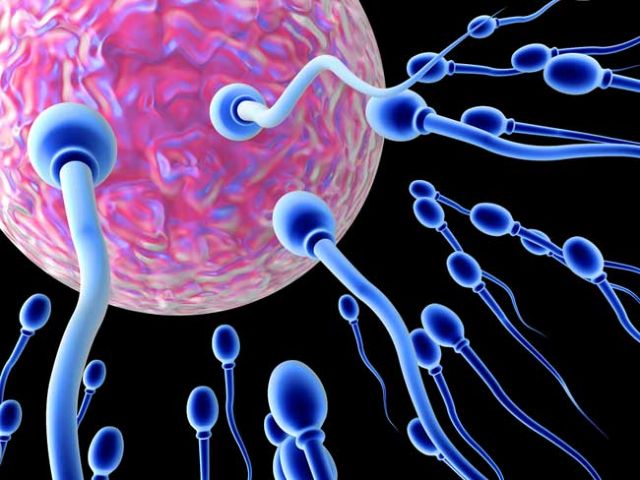Σπέρμα από βλαστικά κύτταρα χαρίζει γονιμότητα