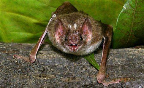 Οι νυχτερίδες βαμπίροι «σκανάρουν» τα θύματά τους