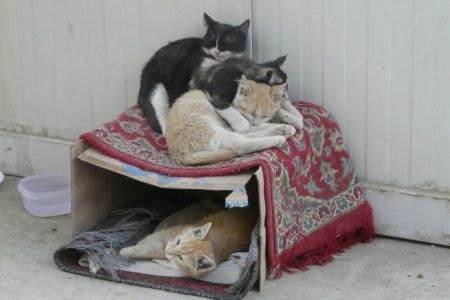 Γάτες προκάλεσαν «εμφύλιο πόλεμο» στην αμερικανική πρεσβεία της Καμπούλ