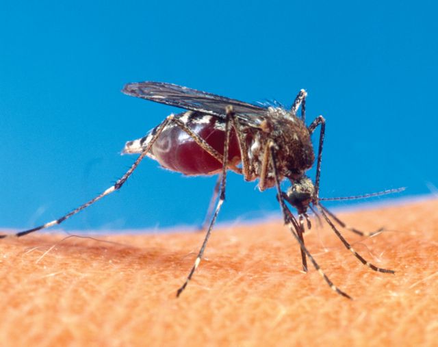 «Άσφαιρα» αρσενικά κουνούπια εναντίον ελονοσίας