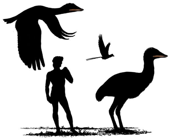 Γιγάντια πτηνά και έντομα είχαν παρέα οι δεινόσαυροι