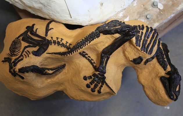 «Χρυσή» η απολιθωμένη μάχη δεινοσαύρων