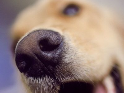 Σκύλοι ανιχνεύουν τον καρκίνο του πνεύμονα
