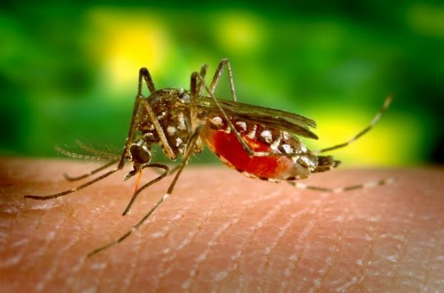 Κουνούπια ανθεκτικά στον δάγκειο πυρετό