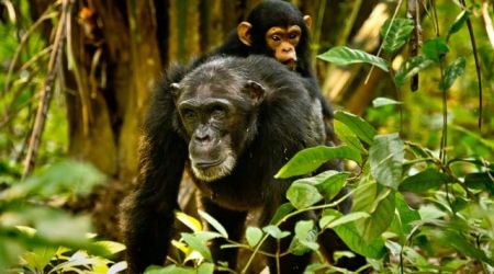 Χιμπαντζήδες: οι «αγορομάνες» είναι πιο κοινωνικές