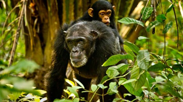 Χιμπαντζήδες: οι «αγορομάνες» είναι πιο κοινωνικές