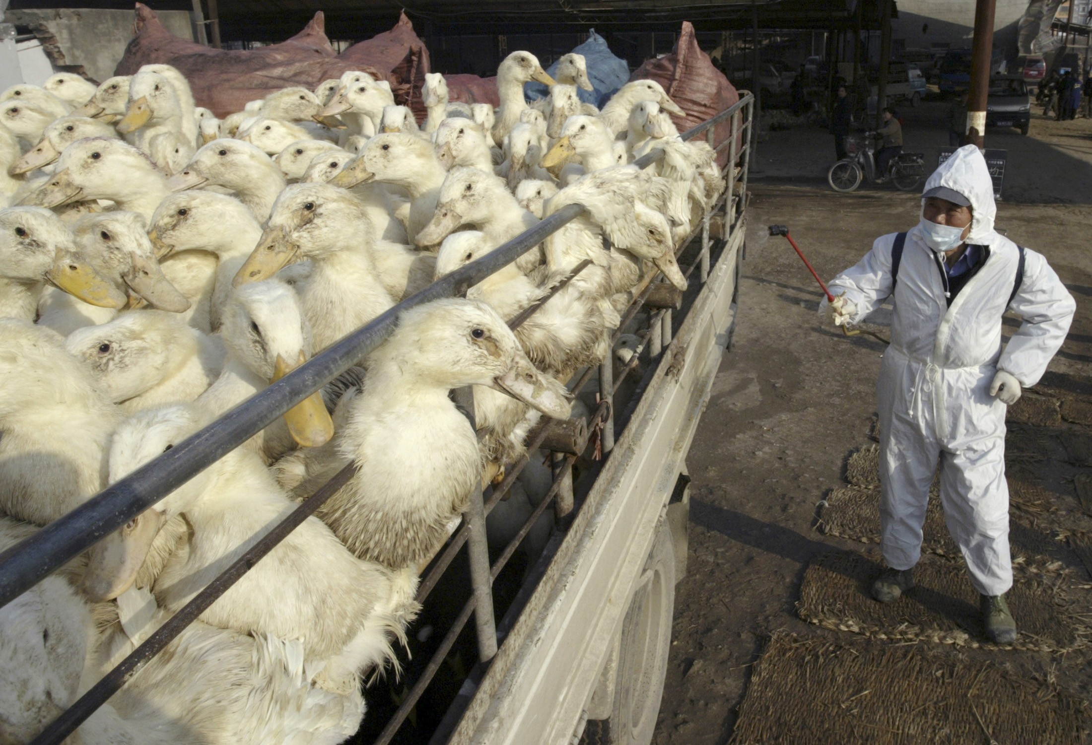Ινδονησία: Σε επαγρύπνηση από επιδημία της γρίπης των πτηνών