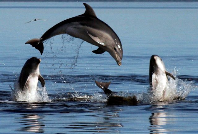 Νέες αντιδράσεις των φιλόζωων για τις παραστάσεις με δελφίνια στο Αττικό