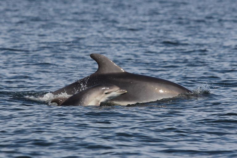 Αγνωστες πτυχές της ζωής των δελφινιών | tovima.gr