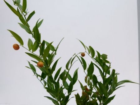 Το αρχαίο αντίδοτο του hangover