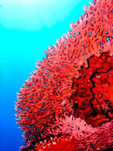 Τα κοράλλια «μαθαίνουν» να ζουν στη ζέστη