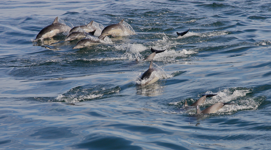 Κορινθιακός: Μια μοναδική περιοχή για τα δελφίνια