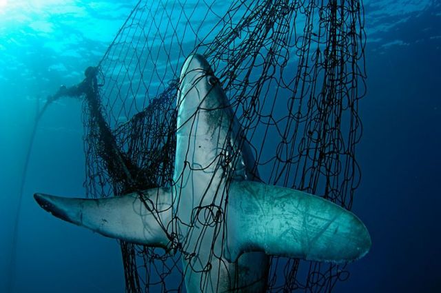 Καρχαρίες: οι παρεξηγημένοι κυνηγοί των θαλασσών μας