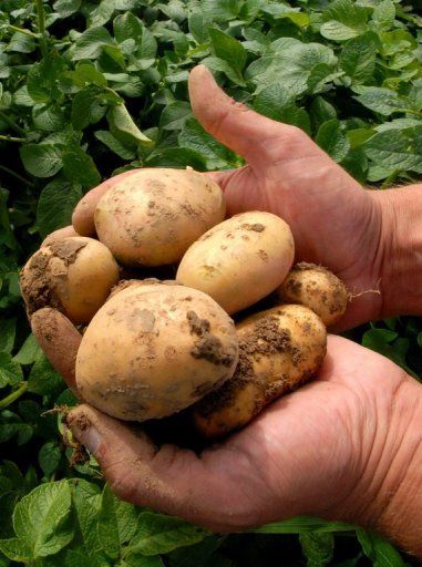 Οι πατάτες χωρίς ερυσίβη ζητούν…έγκριση