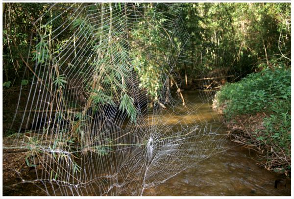 O μεγαλύτερος ιστός αράχνης στον πλανήτη