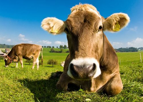 Η αγελάδα θα γίνει το μεγαλύτερο θηλαστικό ζώο στον πλανήτη