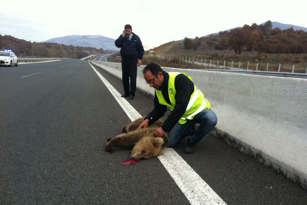 Νεστόριο: Νεκρό αρκουδάκι ύστερα από σύγκρουση με Ι.Χ.