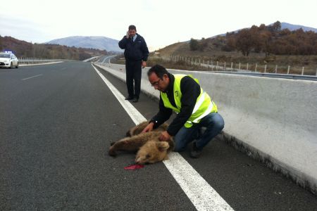 Νεστόριο: Νεκρό αρκουδάκι ύστερα από σύγκρουση με Ι.Χ.