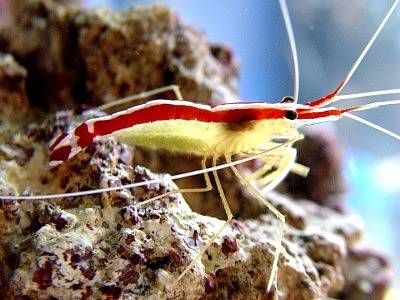 Γαρίδα «Χάνιμπαλ» αφήνει ζωντανό μόνο το ταίρι της