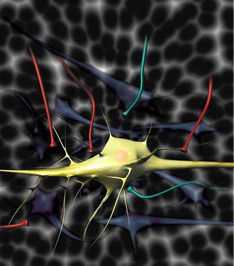 Μεταμόσχευση νευρώνων θεραπεύει ποντικούς