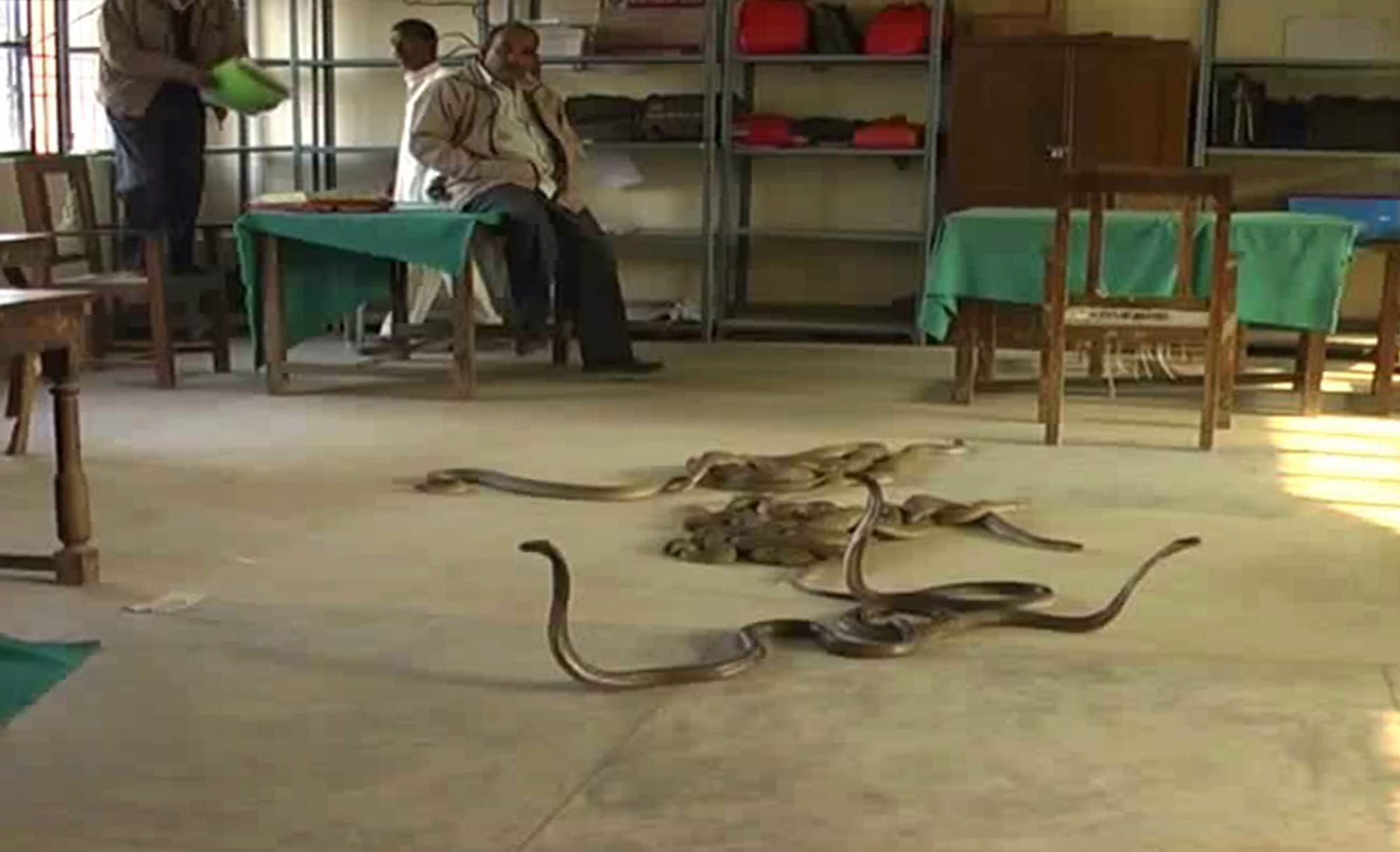 Κίνα: 800 δηλητηριώδεις κόμπρες σε μια παραλία