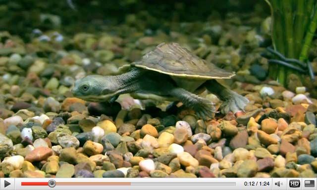 Τα χελωνάκια οργανώνουν τη… γέννηση τους