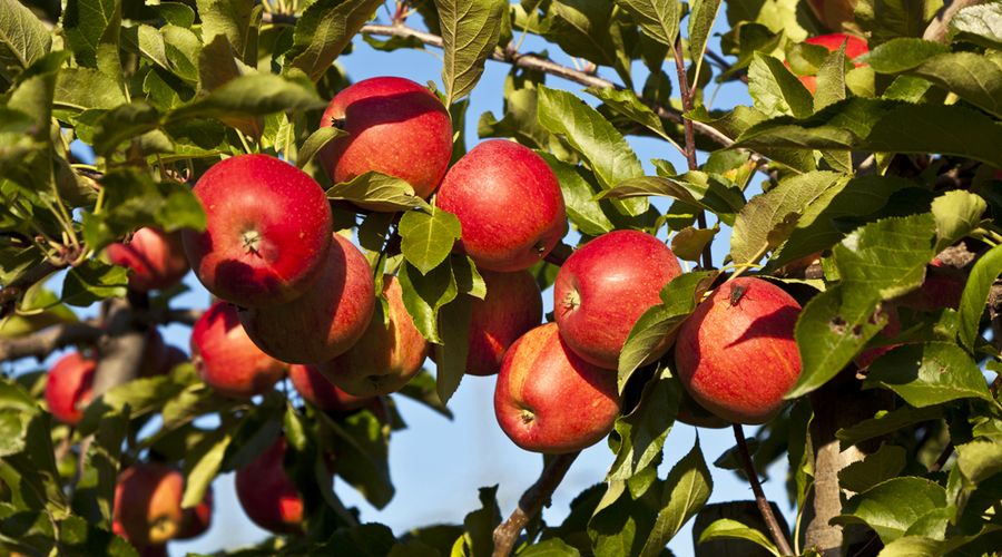 Επιστροφή στις ρίζες για τη διάσωση των μήλων