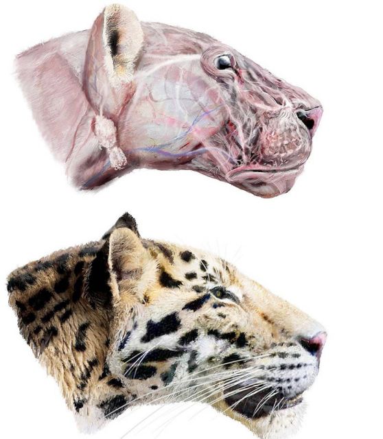 Panthera zdanskyi: Η αρχαιότερη τίγρη!