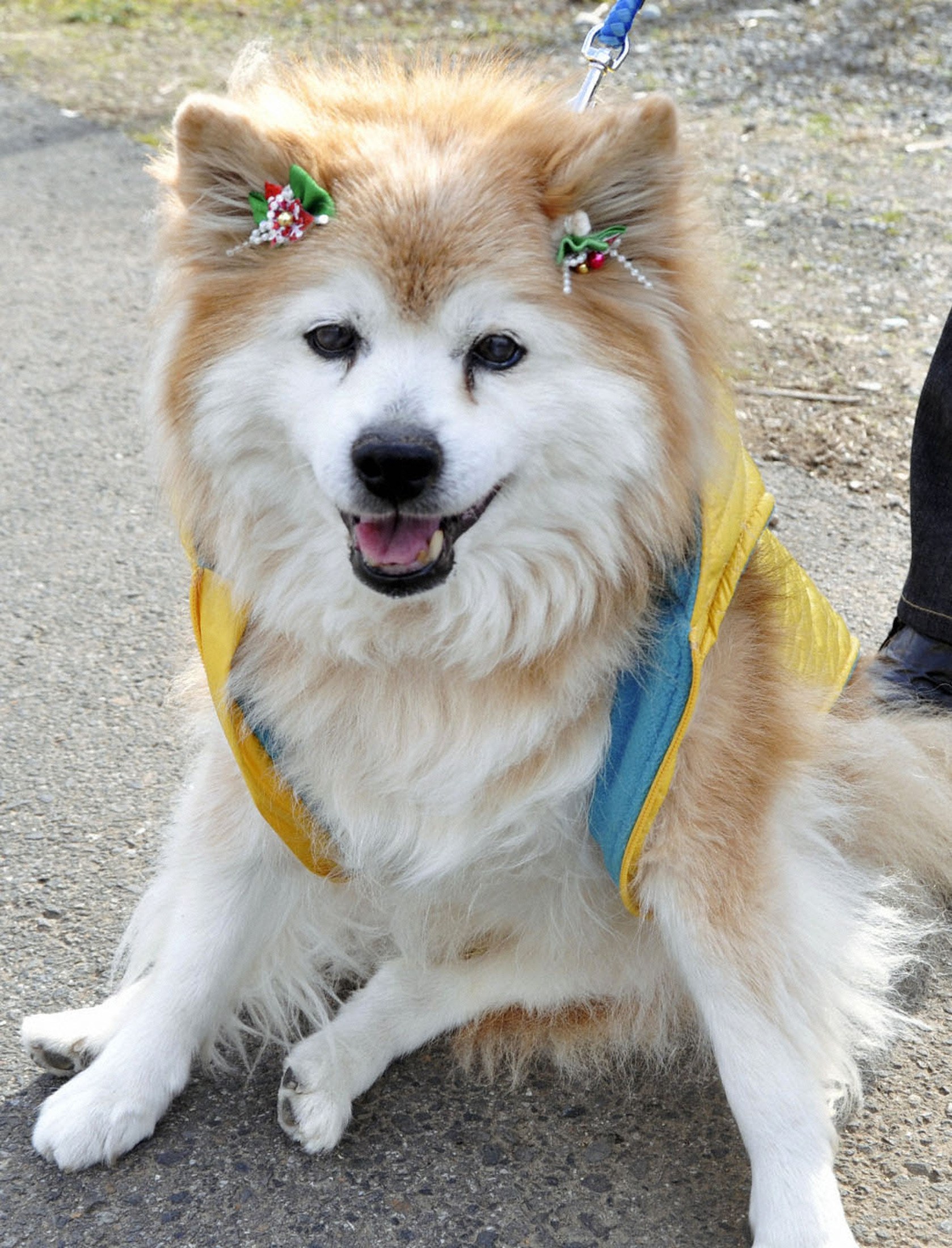 Ιαπωνία: Πέθανε το γηραιότερο σκυλί του κόσμου