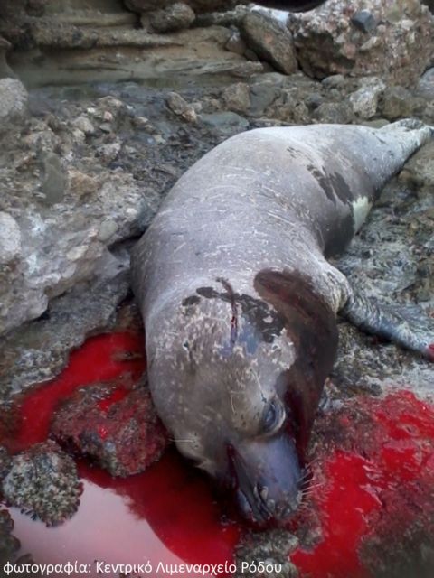 Με σφαίρες για αγριογούρουνα σκότωσαν μεσογειακή φώκια στη Ρόδο