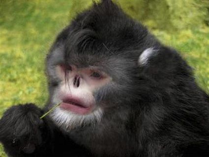 O πίθηκος «Ελβις Πρίσλεϊ» και η ψυχεδελική σαύρα