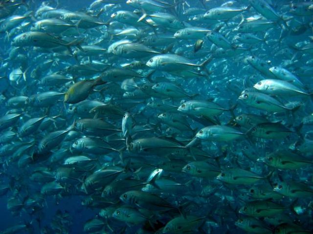 Το CO2 στους ωκεανούς βλάπτει τα ψάρια