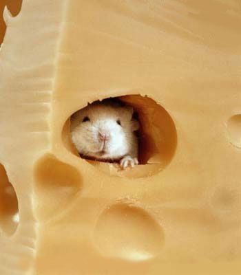 Ποντικοί ξανανιώνουν με βλαστικά κύτταρα