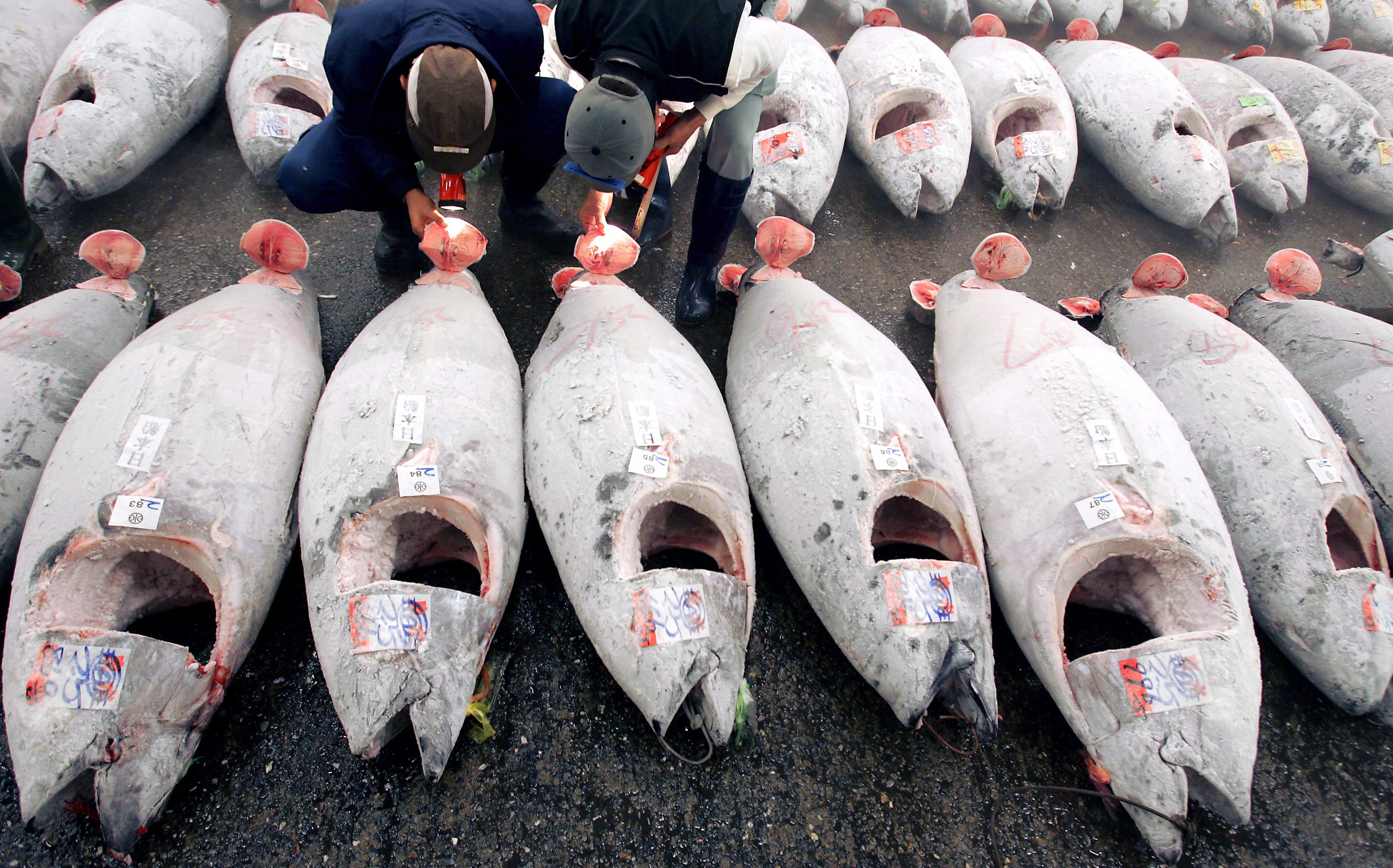 Ιαπωνία: Ερυθρός τόνος πουλήθηκε αντί 565.000 ευρώ